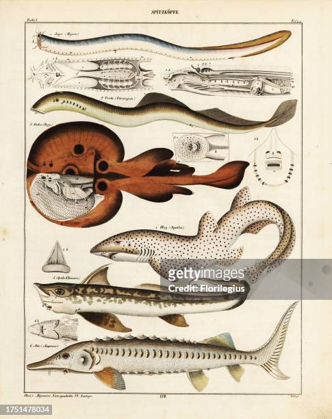 Hagfish, Myxine glutinosa 1, river lamprey eel, Petromyzon fluviatilis 2, torpedo ray, Raja torpedo ocellata 3, great white shark, Squalus...
