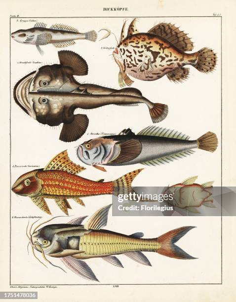 Monkfish, Lophius piscatorius, toadfish, Batrachoides surinamensis, armored catfish, Loricaria cataphracta, Atlantic stargazer, Uranoscopus scaber,...