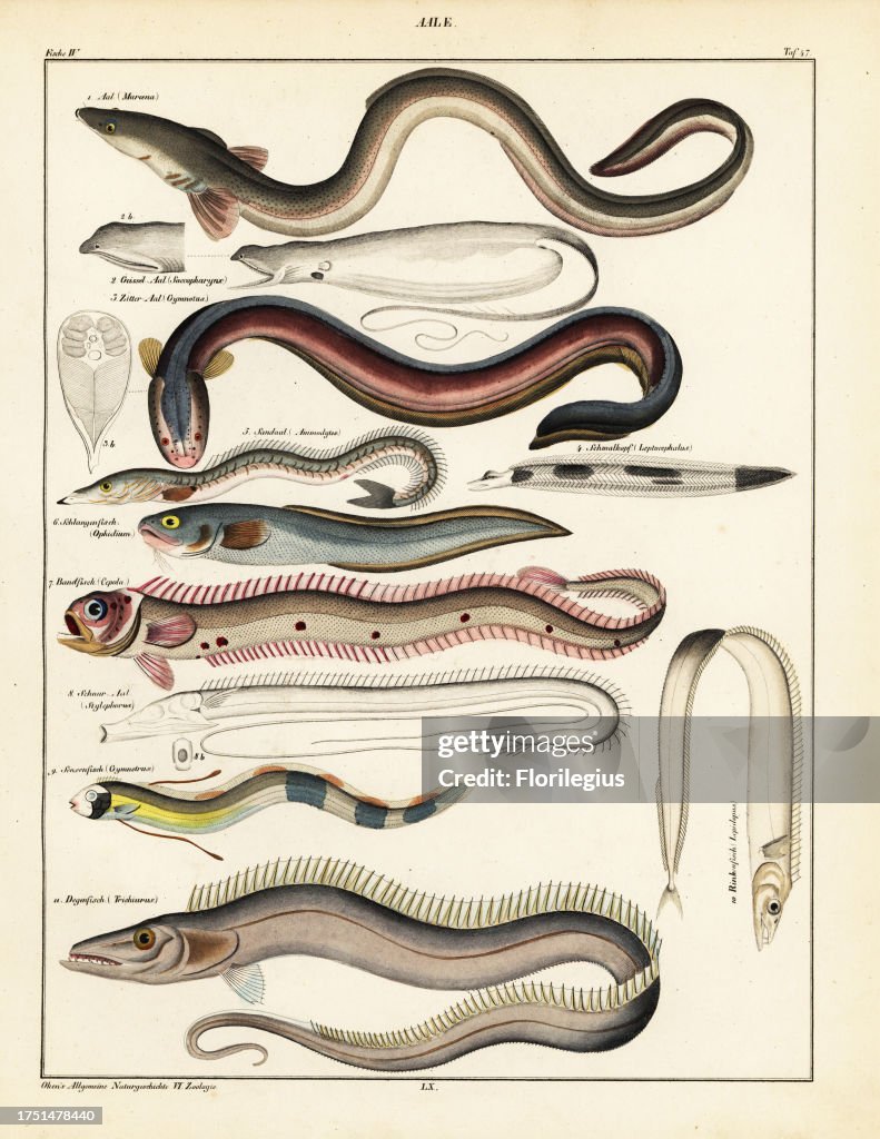 Common eel, Muraena anguilla, gulper, Saccopharynx flagellum, electric eel, Gymnotus electricus, smallhead, Leptocephalus morrisii, sand eel, Ammodytes tobianus, cusk eel, Ophidium barbatum, red bandfish, Cepola rubescens, tube-eye, Stylephorns chordatus,