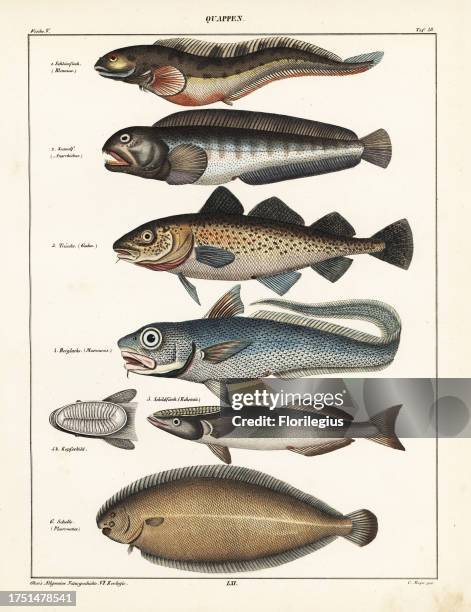 Viviparous blenny, Blennius viviparus, wolffish, Anarrhychas lupus, Atlantic cod, Gadus morrhua, grenadier, Macrourus rupestris, remora, Echeneis...