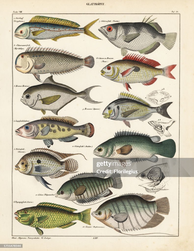 Dolphinfish, Coryphaena hippurus, pearly razorfish, Xyrichthys pendactylus, Atlantic pomfret, Brama raii, cuckoo wrasse, Labrus vetula, pearl-spot chromis, Chromis punctatus, palecheek parrotfish, Scarus viridis, banded archerfish, Toxotes jaculator, blot
