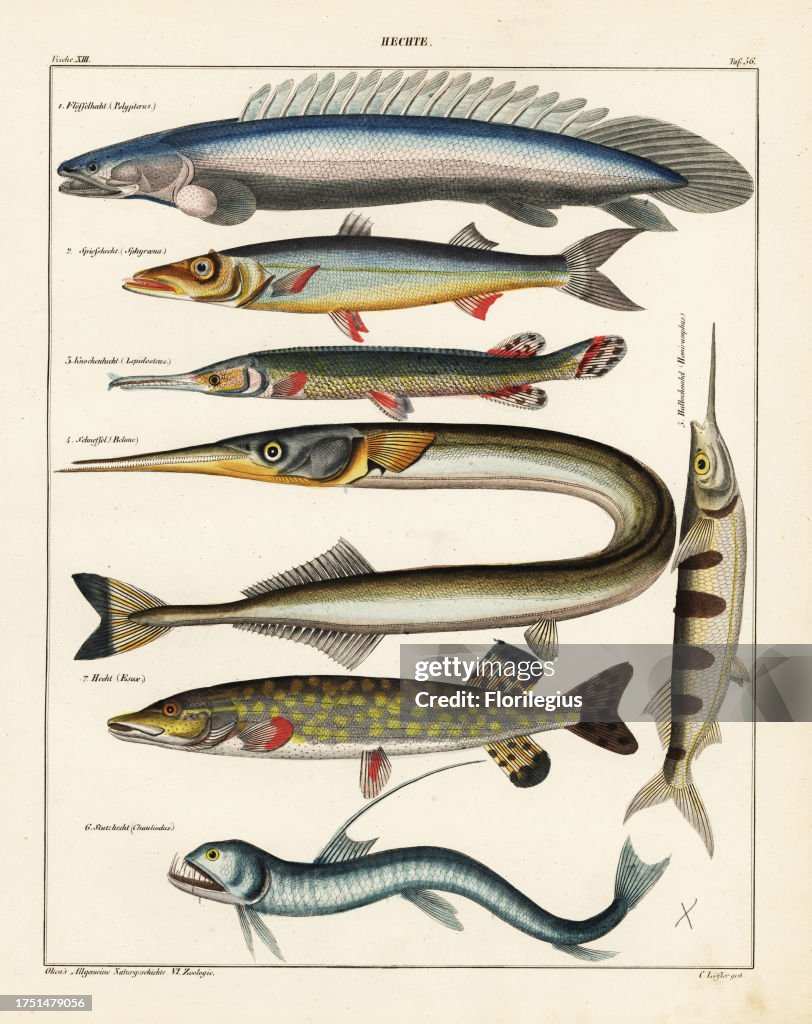 Nile bichir, Polypterus bichir, barracuda, Sphyraena barracuda, longnose gar, Lepidosteus osseus, sea needle, Belone belone, ballyhoo halfbeak, Hemiramphus brasiliensis, Sloane's viperfish, Chauliodus sloani, and pike, Esox lucius. Lithograph from Lorenz