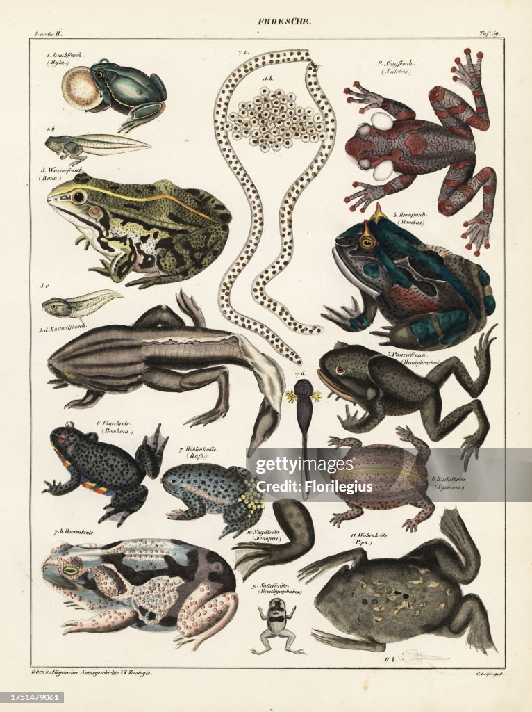 Frogs, toads and tadpoles. European tree frog, Hyla arborea, rattle-voiced tree frog, Auletris crepitans, edible frog, Rana esculenta, shrinking frog, Pseudis paradoxa, Surinam horned frog, Stombus cornutus, Spix's horned tree frog, Hemiphractus scutatus,