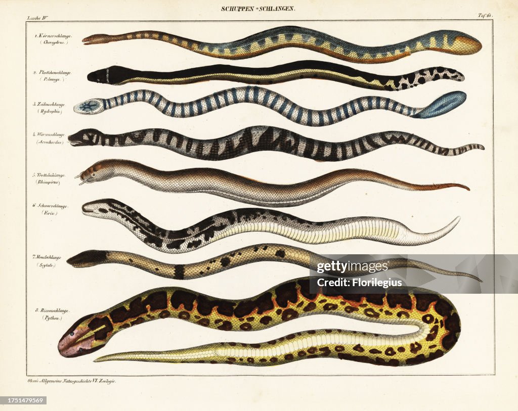 Marine file snake, Chersydrus granulatus, pelagic sea snake, Pelamys bicolor, Lake Taal snake, Hydrophis cyanocinctus, wart snake, Acrochordus javanicus, tentacle snake, Erpeton tentaculatus, Javelin sand boa, Eryx jaculus, crowned false boa, Pseudoboa co
