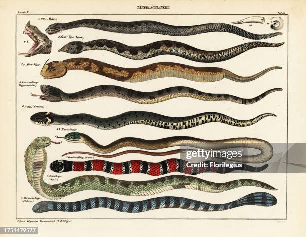 Viper, Pelias species, sandviper or horned viper, Vipera ammodytes, lancehead pit viper, Bothrops lanceolatus, asp, Vipera aspis, coral snake,...