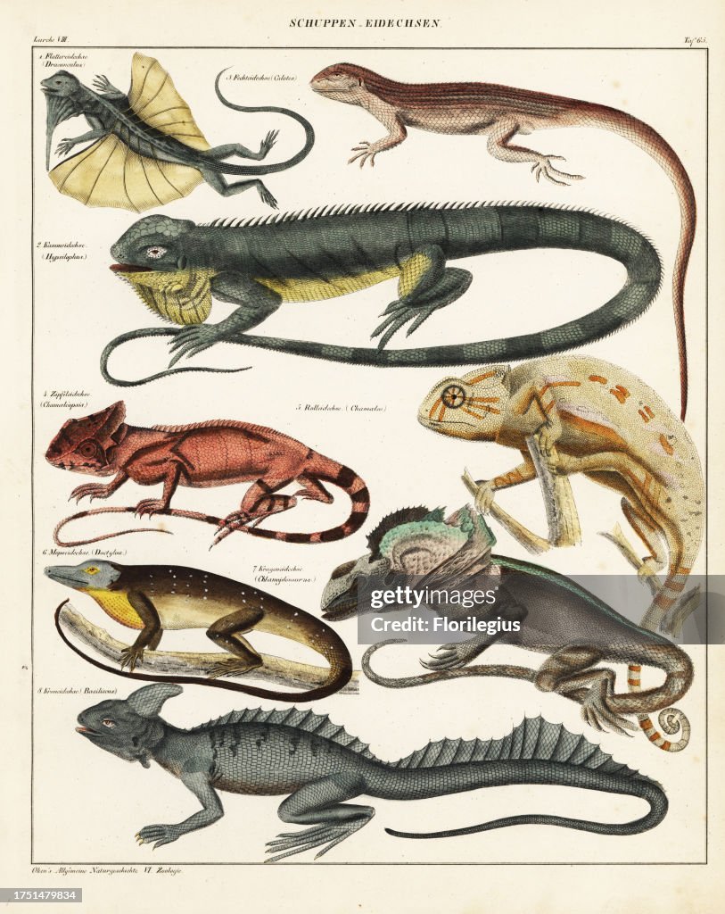 Lizard species. Flying dragon, Draco volans, green iguana, Iguana iguana, Chilean tree lizard, Liolaemus chiliensis, helmeted iguana, Corytophanes cristatus, chameleon, Chamaeleo chamaeleon, spotted anole, Anolis punctatus, frilled-neck lizard, Chlamydosa