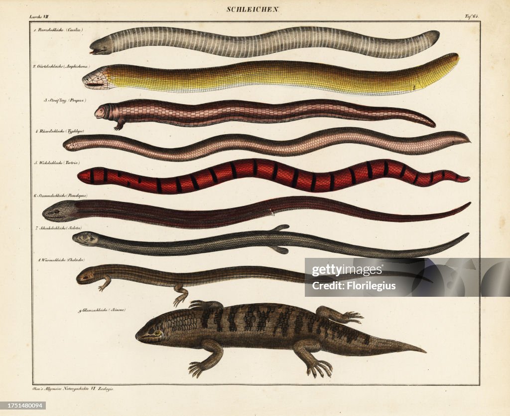 Caecilian, amphisbaenian or worm lizard, grass lizard, blindsnake, false coral snake, European legless lizard, and skinks. Lithograph from Lorenz Oken's Universal Natural History, Allgemeine Naturgeschichte fur alle Stande, Stuttgart, 1841