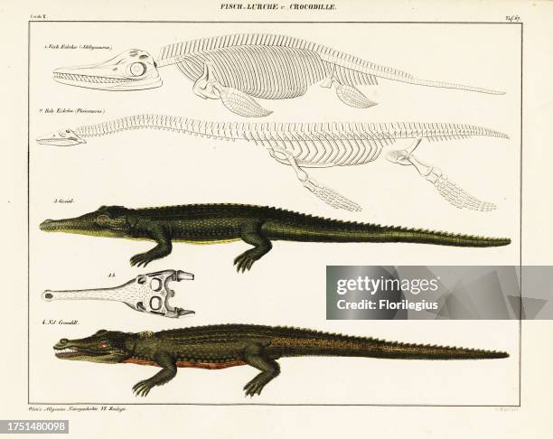 Critically endangered gharial, Gavialis gangeticus, and Nile crocodile, Crocodylus niloticus. Fossil skeletons of an ichthyosaurus and Plesiosaurus...