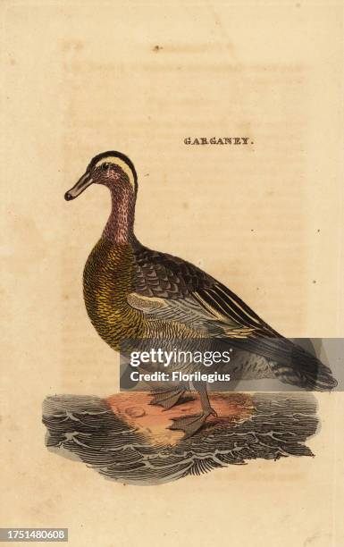 Garganey, Spatula querquedula, small dabbling duck. Handcoloured woodblock engraving after an illustration by Edward Donovan from The Natural History...