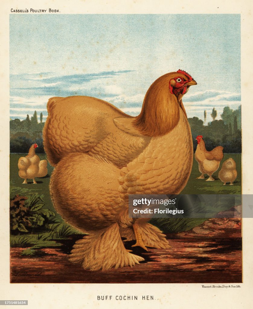 Buff cochin hen