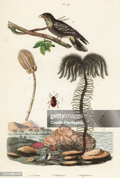 Extinct fossil encrinus species 1 false ladybird, Endomycus coccineus 3, and European nightjar, Caprimulgus europaeus 4. Encrine, Endomyque,...