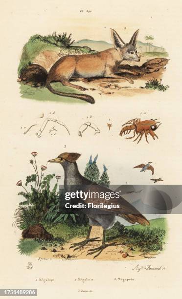 Shore crab, Carcinus maenas 1, fennec fox, Vulpes zerda 2, and New Guinea scrubfowl, Megapodius decollatus 3. Megalope, Megalotis, Megapode....