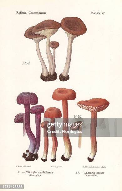 Goblet funnel cap, Pseudoclitocybe cyathiformis and waxy laccaria or the deceiver mushroom, Laccaria laccata. Chromolithograph by Lassus after an...