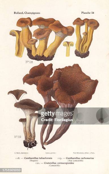 Yellowfoot or winter mushroom, Cantharellus tubaeformis, firesite funnel, Faerberia carbonaria and horn of plenty, Craterellus cornucopioides....