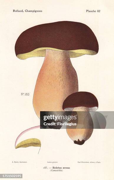 Dark cep or bronze bolete, Boletus aereus. Chromolithograph by Lassus after an illustration by A. Bessin from Leon Rolland's Guide to Mushrooms from...