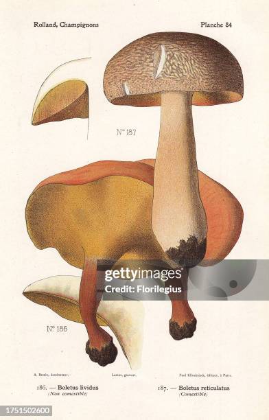 Alder bolete, Gyrodon lividus and summer cap, Boletus reticulatus. Chromolithograph by Lassus after an illustration by A. Bessin from Leon Rolland's...