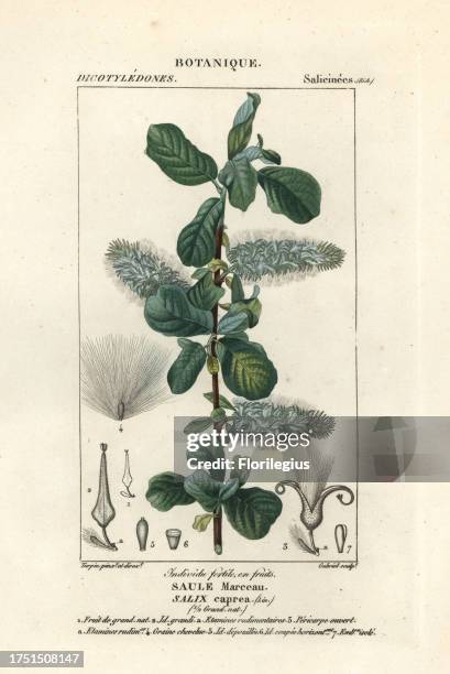 Pussy willow or goat willow, Salix caprea, Saule Marceau. Handcoloured copperplate stipple engraving from Antoine Laurent de Jussieu's Dizionario...