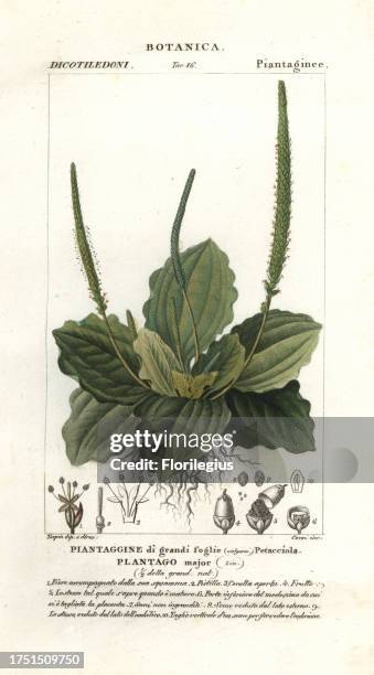 Greater plantain, Plantago major. Handcoloured copperplate stipple engraving from Jussieu's Dizionario delle Scienze Naturali, Dictionary of Natural...
