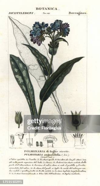 Narrow-leaved lungwort or blue cowslip, Pulmonaria angustifolia. Handcoloured copperplate stipple engraving from Jussieu's Dizionario delle Scienze...