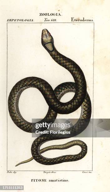 Amethyst Scrub Python 41 Scrub Python Stock Photos, High-Res Pictures, and Images - Getty Images