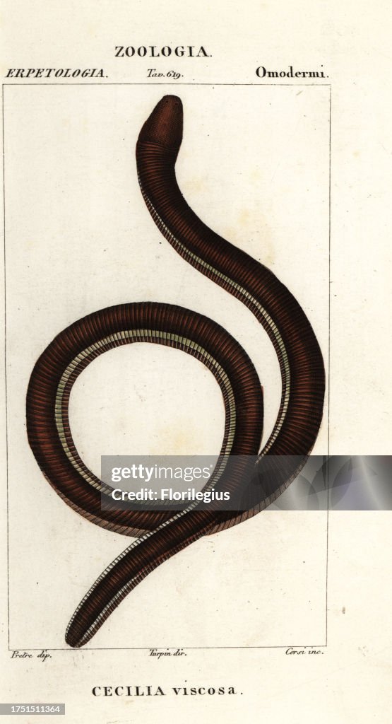 Common yellow-banded caecilian, Ichthyophis glutinosus