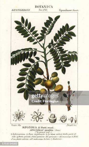 Yellow mombin or hog plum, Spondias monbin. Spondia di frutti rossi. Handcoloured copperplate stipple engraving from Antoine Laurent de Jussieu's...
