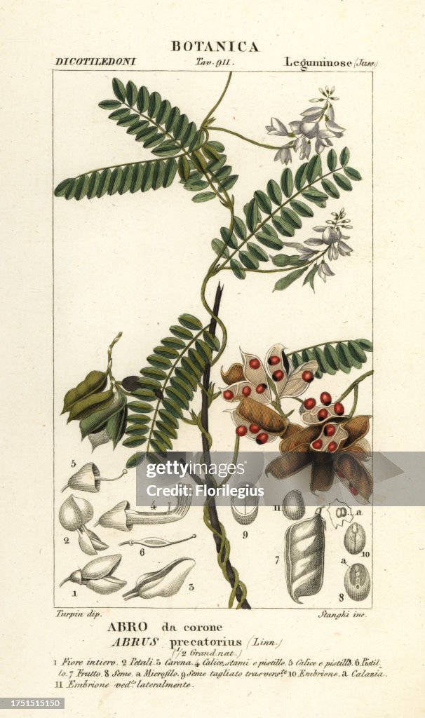 Jequirity bean or rosary pea, Abrus precatorius