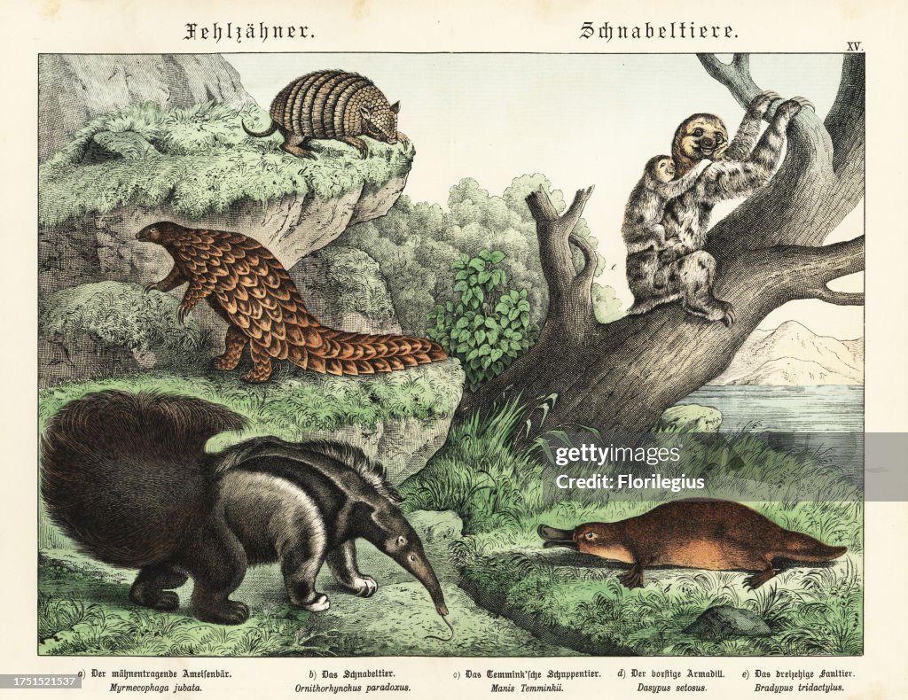 Giant anteater a, Myrmecophaga tridactyla, ground pangolin c, Smutsia temminckii, six-banded armadillo d, Euphractus sexcinctus, pale-throated sloth e, Bradypus tridactylus, and duck-billed platypus b, Ornithorhynchus anatinus. Chromolithograph from Gotth