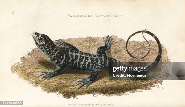 Black and white tegu, Tupinambis merianea . Handcoloured copperplate engraving by Heath after an illustration by George Shaw from his General...