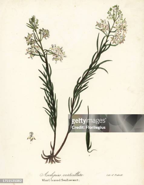 Whorled milkweed, eastern whorled milkweed, horsetail milkweed or whorl-leaved swallow-wort, Asclepias verticillata. Handcoloured lithograph by...