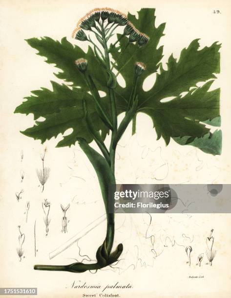 Arctic sweet coltsfoot or Arctic butterbur, Petasites frigidus var. Palmatus . Handcoloured lithograph by Endicott after a botanical illustration...