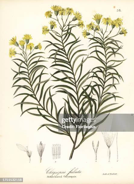 Sickleleaf silkgrass or sickle-leaved golden aster, Pityopsis falcata . Handcoloured lithograph by Endicott after a botanical illustration from John...