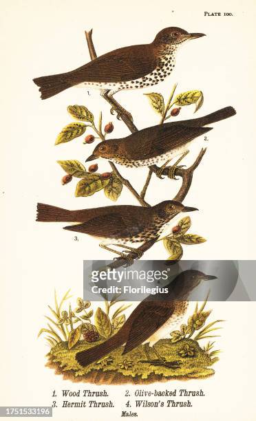 Wood thrush, Hylocichia mustelina 1, Swainson's thrush, Catharus ustulatus 2, olive-backed thrush or hermit thrush, Catharus guttatus 3, and tawny...