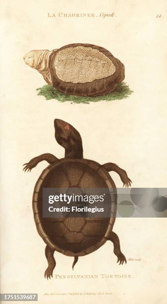 Indian flap-shelled turtle, Lissemys punctata and common mud turtle, Kinosternon subrubrum . Handcoloured copperplate engraving by Hill after an...