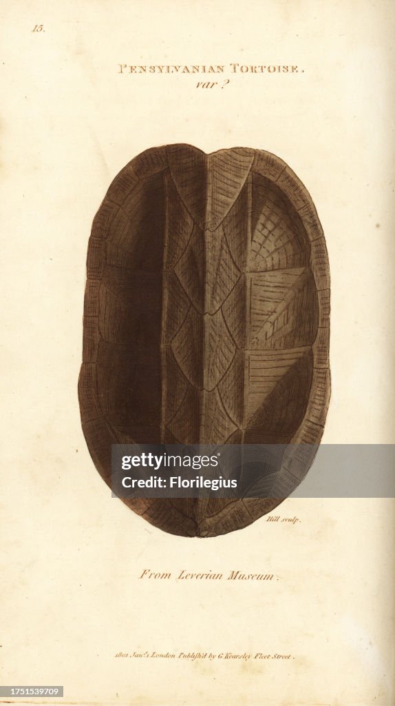 Shell of the Eastern mud turtle, Kinosternon subrubrum (Pensylvanian tortoise var., Testudo pensylvanica) from the Leverian Museum. Handcoloured copperplate engraving by Hill after an illustration by George Shaw from his General Zoology, Amphibia, London,