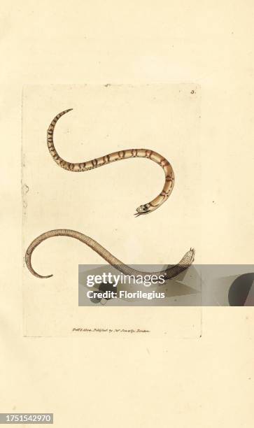 Young smooth snake, Coronella austriaca . Handcoloured copperplate engraving by James Sowerby from The British Miscellany, or Coloured figures of...