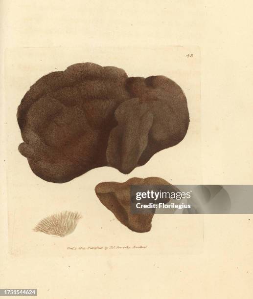 Sponge, Spongionella pulchella . Handcoloured copperplate engraving by James Sowerby from The British Miscellany, or Coloured figures of new, rare,...