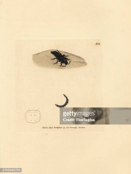 Rove beetle, Velleius dilatatus . Handcoloured copperplate engraving by James Sowerby from The British Miscellany, or Coloured figures of new, rare,...