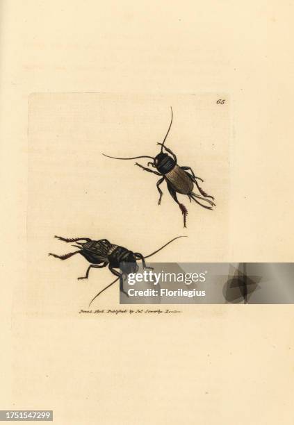 Field cricket, Gryllus campestris . Handcoloured copperplate engraving by James Sowerby from The British Miscellany, or Coloured figures of new,...