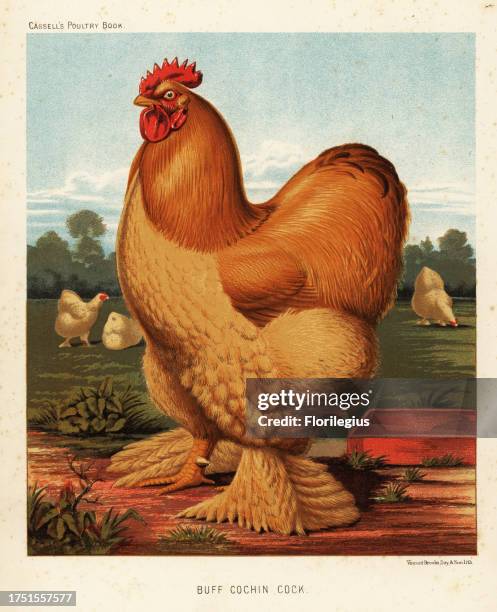 Buff cochin cock, Gallus gallus domesticus. Chromolithograph by Vincent Brooks Day & Son after an illustration by J.W. Ludlow from Lewis Wright’s The...