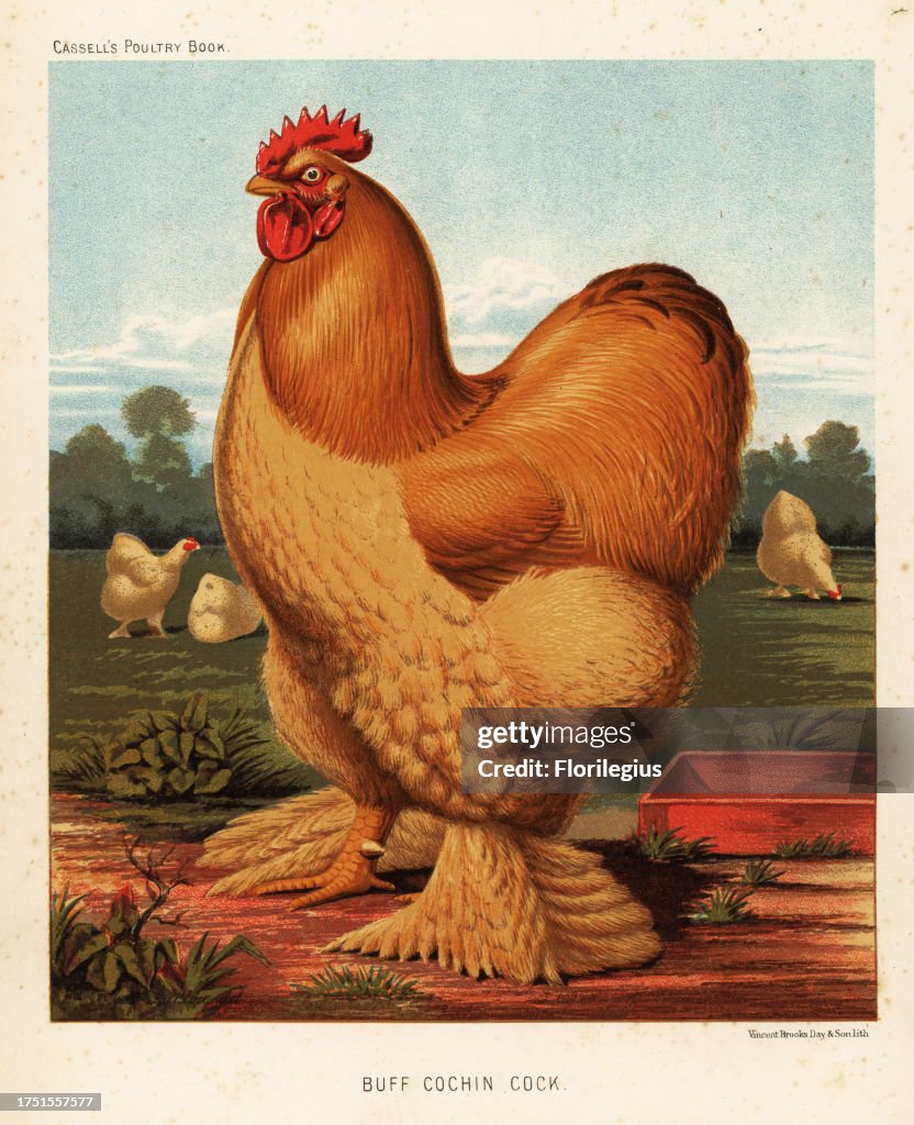 Buff cochin cock