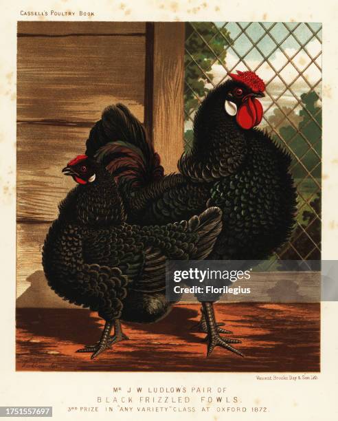 Black frizzled fowl, cock and hen, Gallus gallus domesticus. Bred by J. W. Ludlow and third prize in any variety class at Oxford 1872....