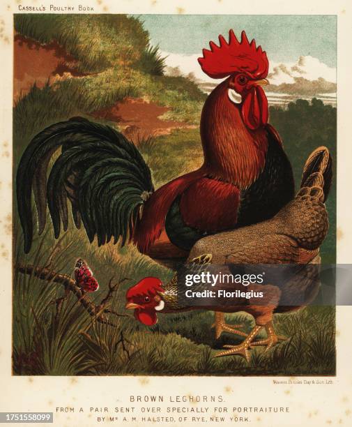 Brown leghorns or Livorno chickens, Gallus gallus domesticus. Chromolithograph by Vincent Brooks Day & Son after an illustration by J.W. Ludlow from...