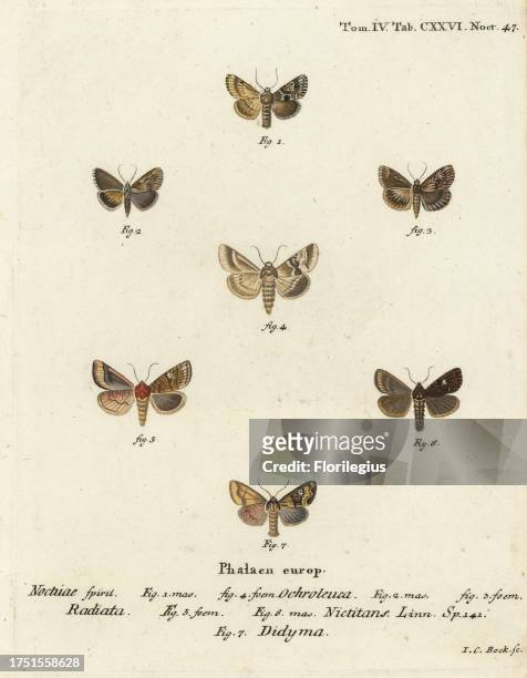 Dusky sallow, Eremobia ochroleuca 1 Cynaeda dentalis 2 ear moth, Amphipoea oculea 5 and common rustic, Mesapamea secalis 7. Handcoloured copperplate...