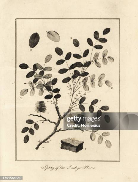 Sprig of the indigo plant, Indigofera tinctoria, and square of indigo ready for use as dye. Copperplate engraving after an original illustration by...