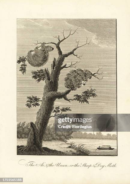 Two-toed sloth or unau, Choloepus didactylus, and pale-throated three-toed sloth, Bradypus tridactylus. Copperplate engraving by Barlow after an...