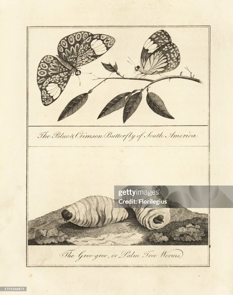 Red cracker butterfly, Hamadryas amphinome (copied from Maria Sibylla Merian), and palm nut grubs, larvae of the South American palm weevil, Rhynchophorus palmarum. (Blue & Crimson Butterfly of South America and Groo-groo, or Palm Tree Worms.) Copperplate