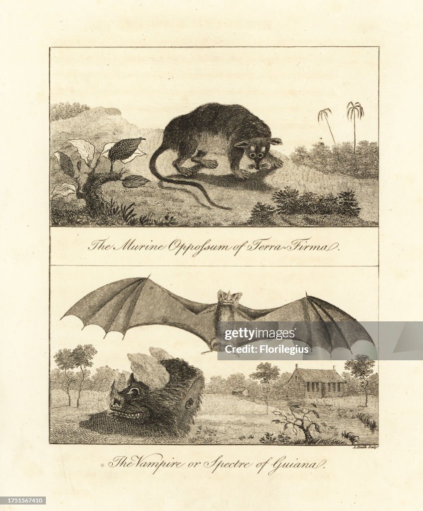 Four-eyed opossum, Philander opossum, and false vampire bat, Vampyrum spectrum. (Marine oppossum of Terra Firma and Vampire or Spectre of Guiana.) Copperplate engraving by A. Smith after an original illustration by Captain John Gabriel Stedman from his Na