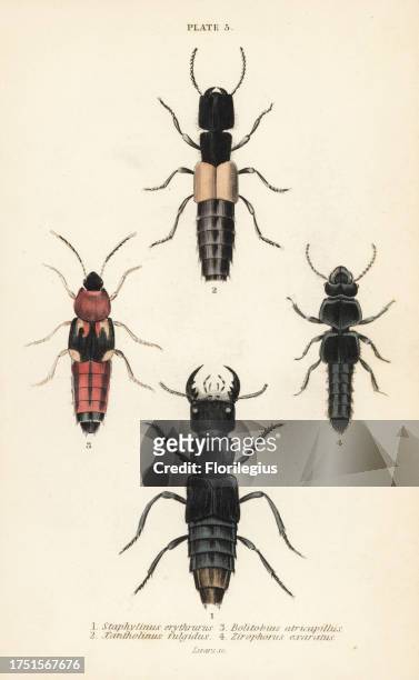 Staphylinus erythrurus 1, Xantholinus fulgidus 2, Bolitobius atricapillus 3, Zirophorus exaratus 4. Handcoloured steel engraving by William Lizars...