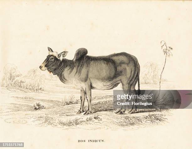 Zebu or humped cattle, Bos primigenius indicus . Handcoloured steel engraving from Georg Friedrich Treitschke's Gallery of Natural History,...